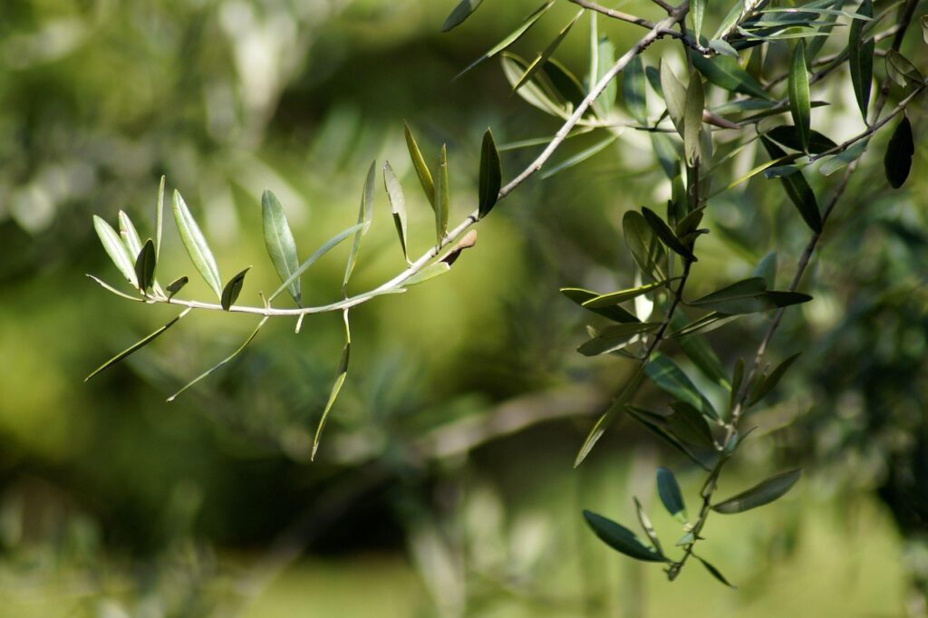 olives, olive branch, fruit, olive tree, plant, nature, growth, olea europaea, real olive tree, branch
