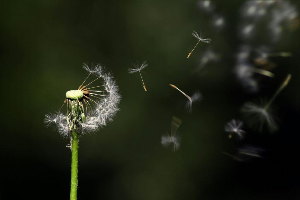 Close-up of a dandelion releasing seeds against a dark background.