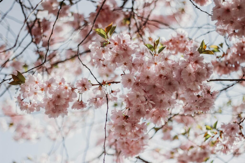 Beautiful pink cherry blossoms blooming in spring, capturing the essence of nature's beauty.