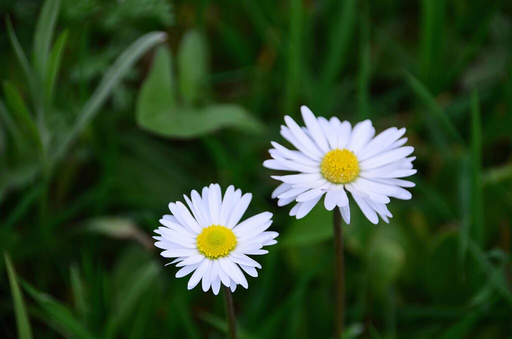 Close-up of two daisies blooming in green grass, showcasing natural beauty.