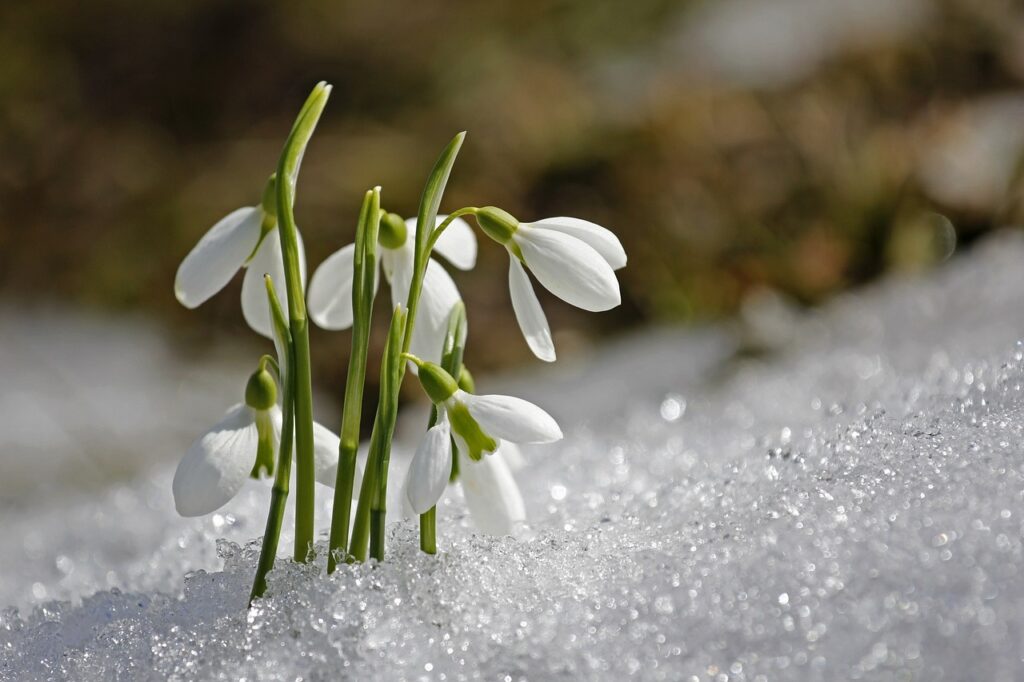 spring, nature, snowdrop, flower background, flower wallpaper, beautiful flowers, flower